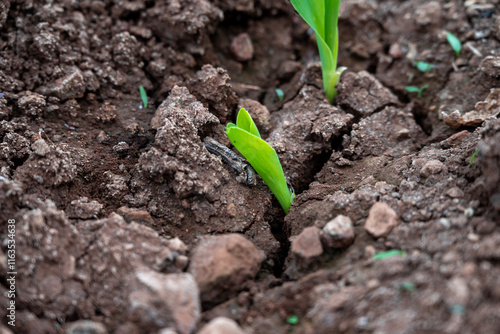 corn new sprout, new corn crop in the field in spring, corn plants germinate grow in a field photo