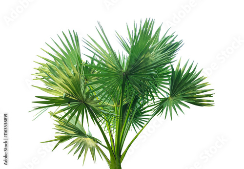 palm plant isolated on white, A fan palm tree with leaves on a png background, palm tree on transparent background, palmyra  fruit plant image,  photo