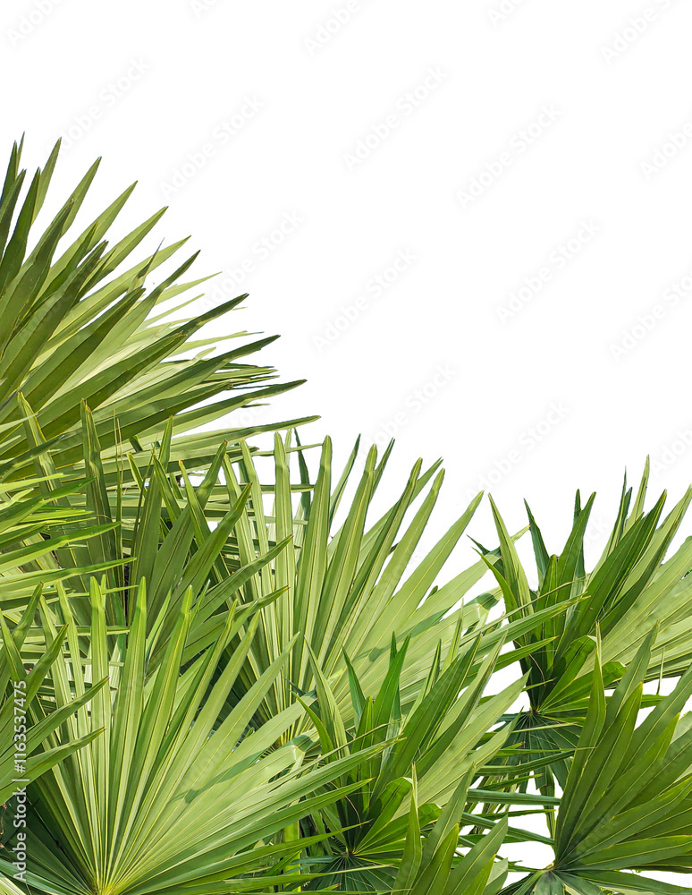 A image of Palm tree Frame perfect for design, nature-themed projects, or as a decorative element, Lush Green Fan palm tree Leaves Arranged for frame mockup on png background, The fan palm A image of Palm tree Frame perfect for design, nature-themed projects, or as a decorative element, Lush Green Fan palm tree Leaves Arranged for frame mockup on png background, The fan palm