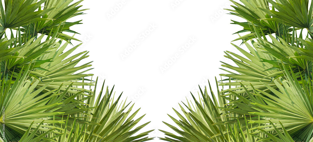 A image of Palm tree Frame perfect for design, nature-themed projects, or as a decorative element, Lush Green Fan palm tree Leaves Arranged for frame mockup on png background, The fan palm A image of Palm tree Frame perfect for design, nature-themed projects, or as a decorative element, Lush Green Fan palm tree Leaves Arranged for frame mockup on png background, The fan palm