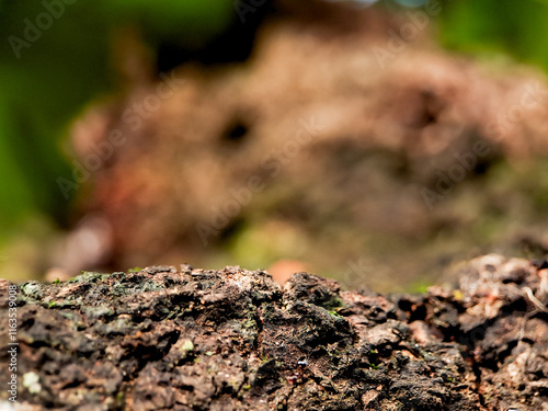Wallpaper Mural A macro shot capturing the intricate details of moss thriving on a tree trunk. The contrast between the rough bark and the soft, green moss creates a visually appealing composition Torontodigital.ca