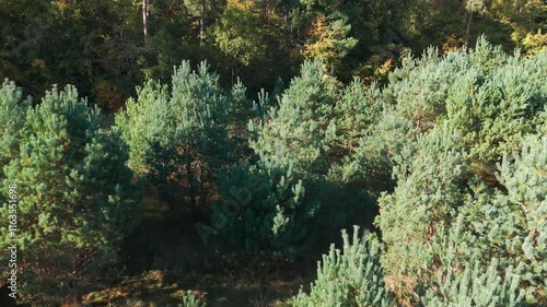 Dense green pine forest under clear blue skies in Thetford Norfolk, captured in a daylight shot photo