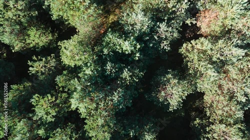 Lush green forest canopy with dense trees and sunlight filtering through the leaves , aerial view photo