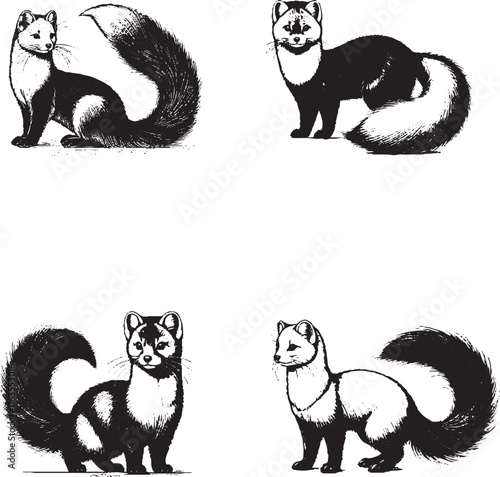 Detailed Ferret Illustrations