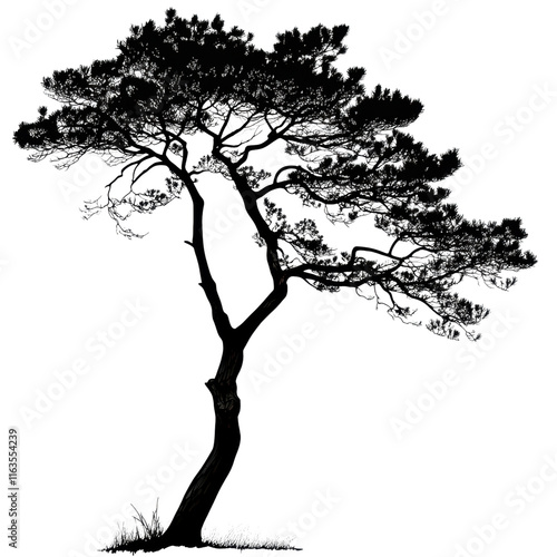 Obraz na płótnie Pine Tree Silhouette with Layered Branches, PNG format, Transparent Background, Ideal for Graphic Design and Illustrations w salonie