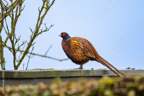 a large fat wild pheasant bird perched on top of a garden fence in the Netherlands. animal family Phasianidae, game creature roaming free next to water
