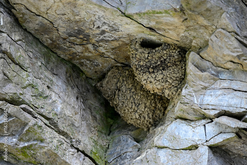 Naturnest der Mehlschwalbe (Delichon urbicum) in einer Felswand // Natural nest of the house martin (Delichon urbicum) in a rock face photo