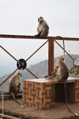 Obraz na plátne Semnopithecus is a genus of Old World monkeys native to the Indian subcontinent, with all species with the exception of two being commonly known as gray langurs