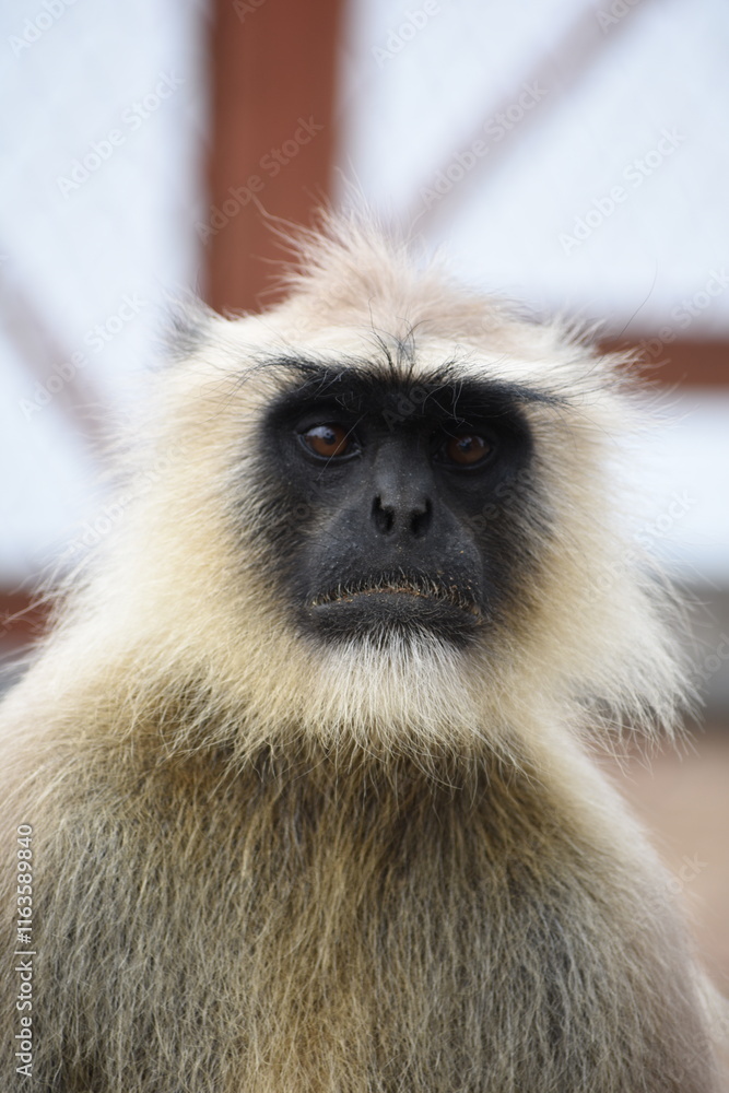 Obraz premium Semnopithecus is a genus of Old World monkeys native to the Indian subcontinent, with all species with the exception of two being commonly known as gray langurs. 