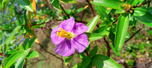 Osbeckia octandra, Heen bovitiya The Healing Flower of Sri Lanka photo