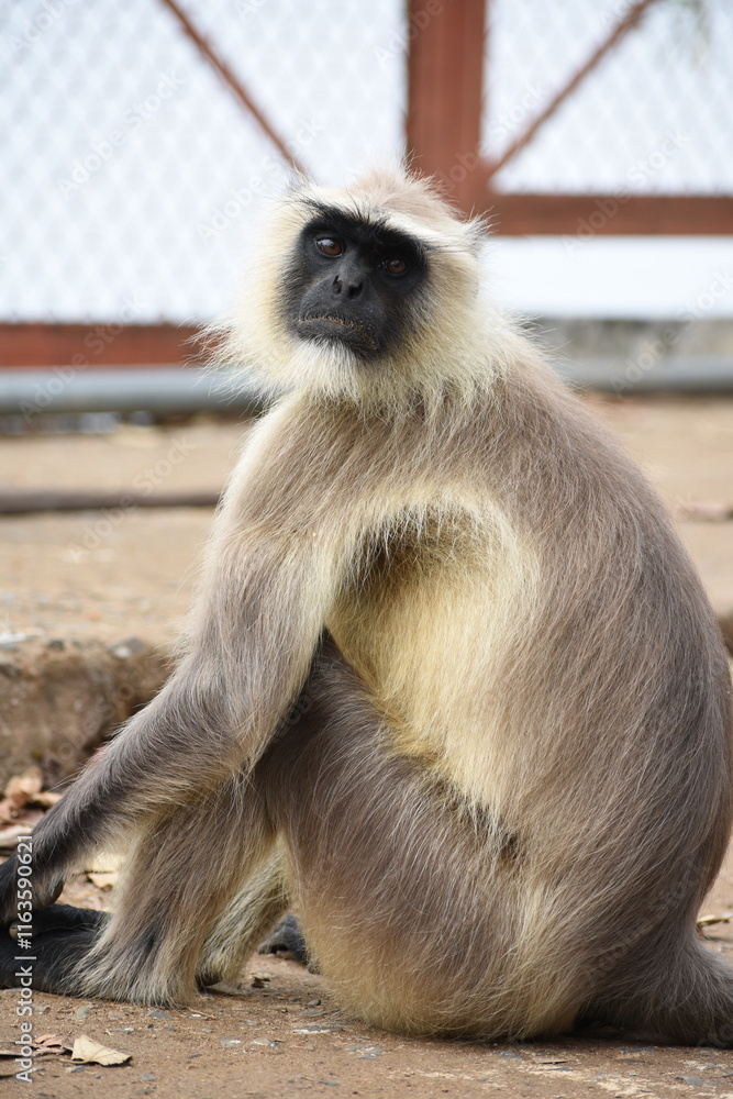 Obraz premium Semnopithecus is a genus of Old World monkeys native to the Indian subcontinent, with all species with the exception of two being commonly known as gray langurs. 