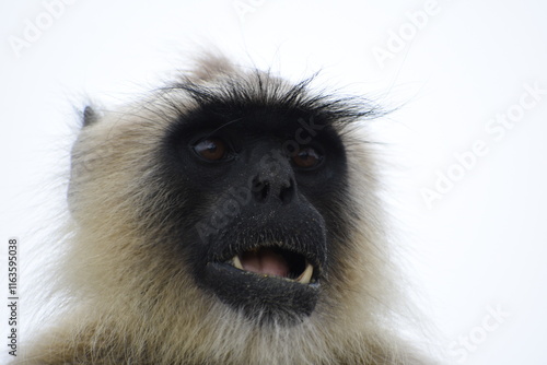 Semnopithecus is a genus of Old World monkeys native to the Indian subcontinent, with all species with the exception of two being commonly known as gray langurs.  photo