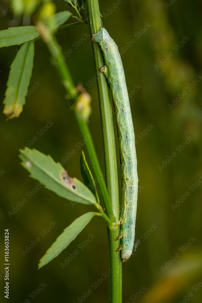 Giant Looper moth caterpillar - Ascotis selenaria, beautiful green caterpillar of geometer moth from European meadows and grasslands, Zlin, Czech Republic. Giant Looper moth caterpillar - Ascotis selenaria, beautiful green caterpillar of geometer moth from European meadows and grasslands, Zlin, Czech Republic.