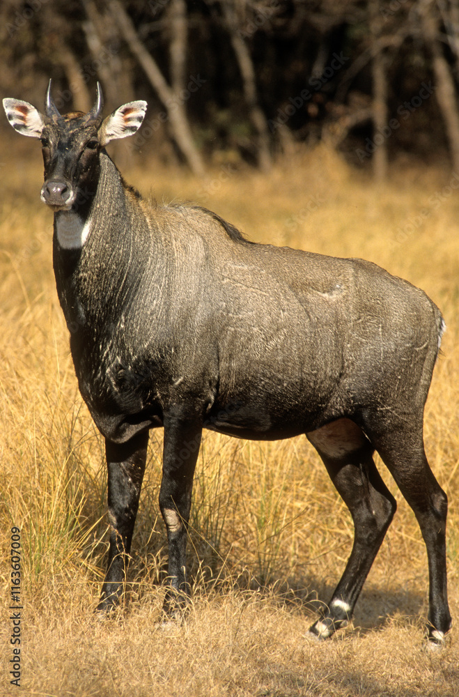 Nilgault, Nilgai, Boselaphus tragocamelus, Parc national de Ranthambore, Inde Nilgault, Nilgai, Boselaphus tragocamelus, Parc national de Ranthambore, Inde