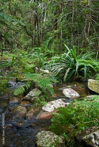 fougere arborescente, Cyathea madagascariensis, rivière, cascade, forêt primaire tropicale, Parc National Andasibé Mantadia, Madagascar photo