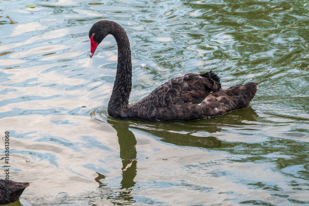 Obraz premium A graceful black swan with a red beak is swimming on a lake with dark green water. Cygnus atratus