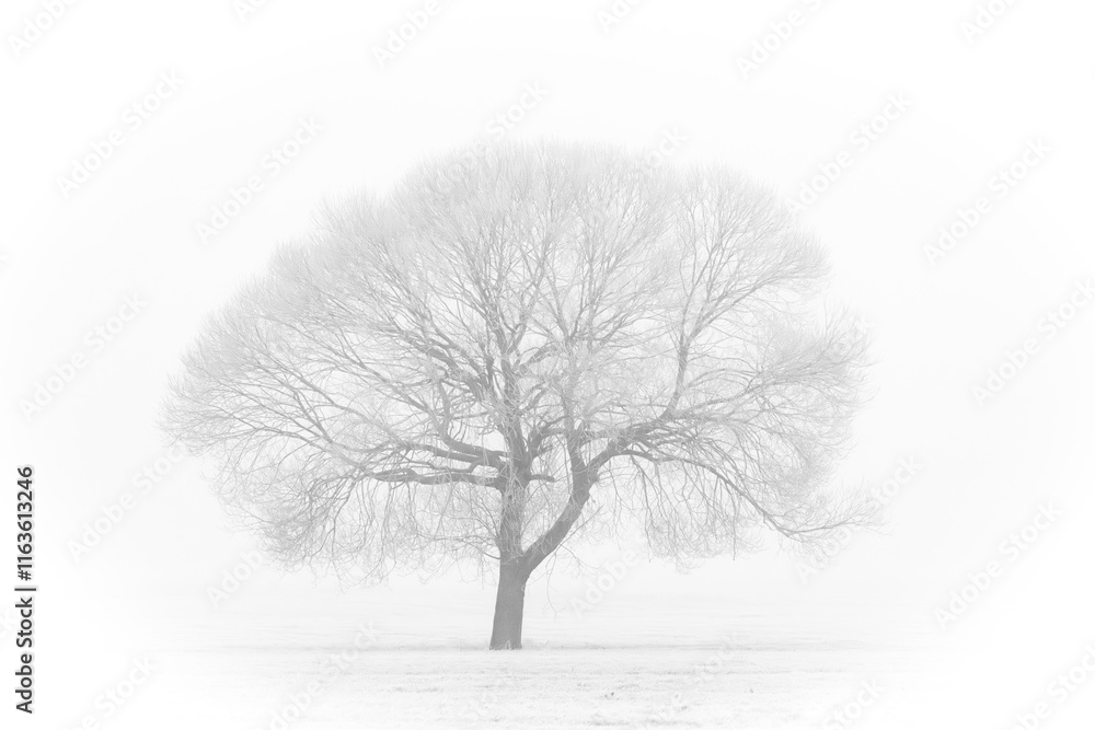 Fototapeta premium A Solitary Tree Standing Alone in a Beautiful Winter Landscape, Embraced by Natures Tranquility