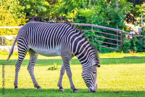 Grevy's zebra, lat Equus grevyi, also known as the imperial zebra eats green grass. photo