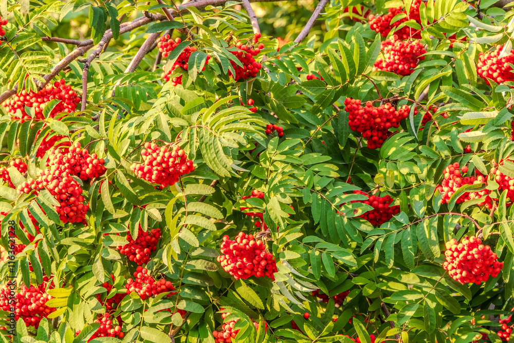 Autumn bright red rowan berries with leaves Autumn bright red rowan berries with leaves