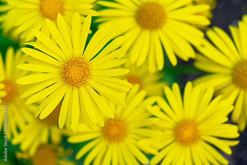Bright yellow flowers blooming in a sunny garden during spring Bright yellow flowers blooming in a sunny garden during spring