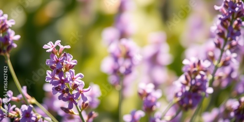 Close-up of delicate lilac blossoms bathed in sunlight, showcasing the intricate details of their petals and the soft bokeh of the background
