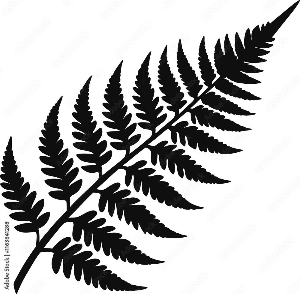 fern leaf isolated on white background fern leaf isolated on white background