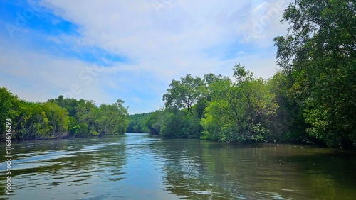 Mangrove trees forest beside the sea and estuary with sky for protect sea shore landscape.