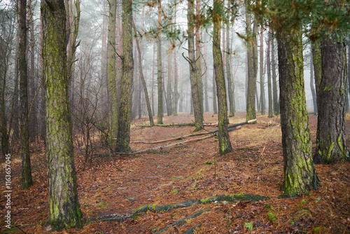 leśna droga,mgła  photo