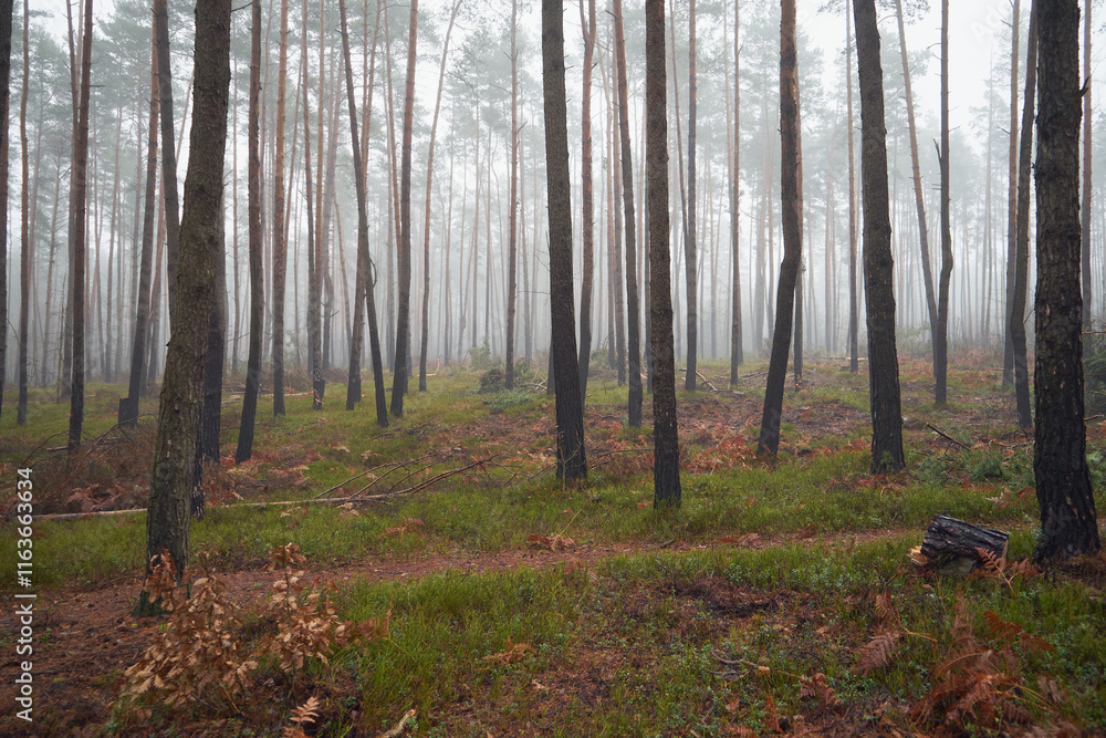 Naklejka premium las,mgła