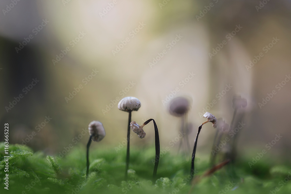 Group of small, delicate mushrooms of the Marasmius species, growing among moss with selective focus Group of small, delicate mushrooms of the Marasmius species, growing among moss with selective focus