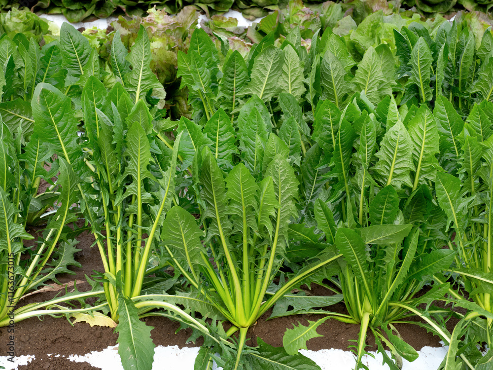 custom made wallpaper toronto digitalリーフチコリ・カタローニャの栽培