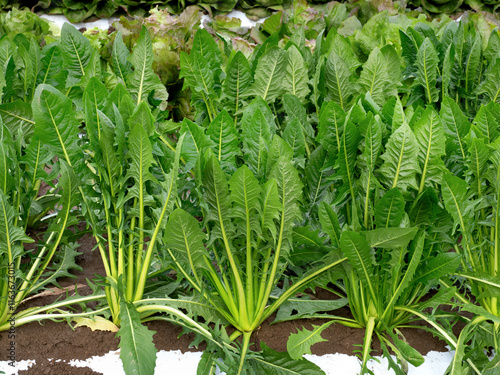 Wallpaper Mural リーフチコリ・カタローニャの栽培 Torontodigital.ca