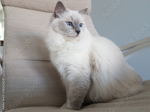 Ragdoll cat relaxing in an armchair
