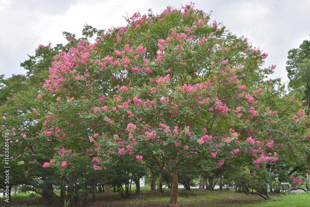 Naklejka premium 京都御苑の百日紅