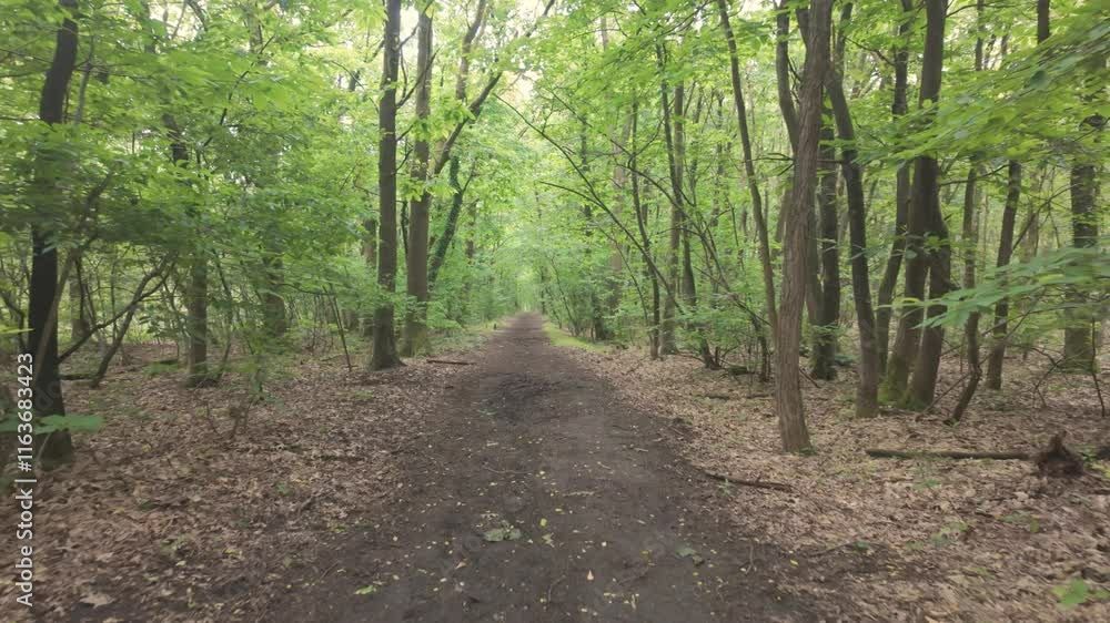 A tranquil and picturesque pathway through a lush green forest, ideal for relaxation and peaceful nature walks A tranquil and picturesque pathway through a lush green forest, ideal for relaxation and peaceful nature walks