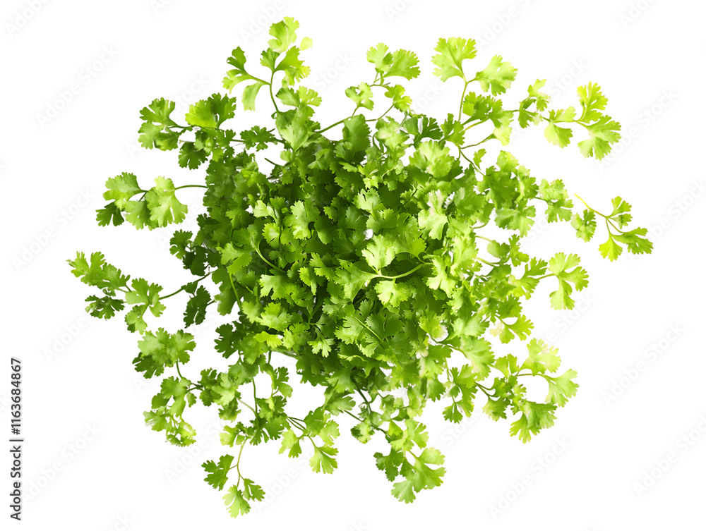 Obraz premium Overhead View of Cilantro Plant Isolated On A White Background, PNG Transparent 