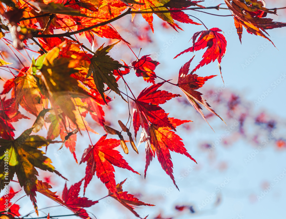 城峯公園 紅葉風景 紅葉 城峯公園 紅葉風景 紅葉
