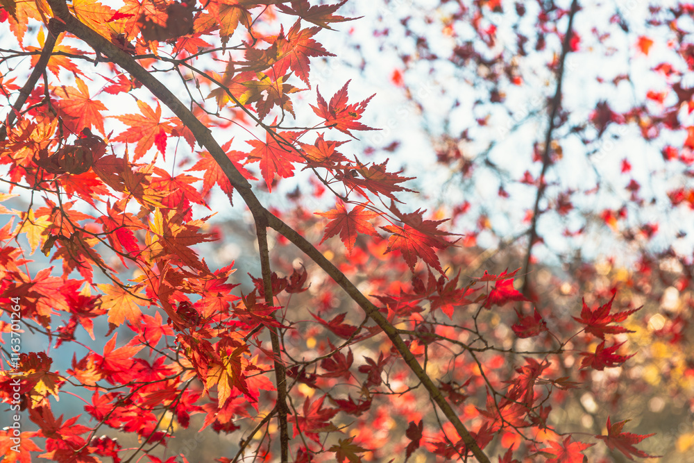 城峯公園 紅葉風景 紅葉 城峯公園 紅葉風景 紅葉