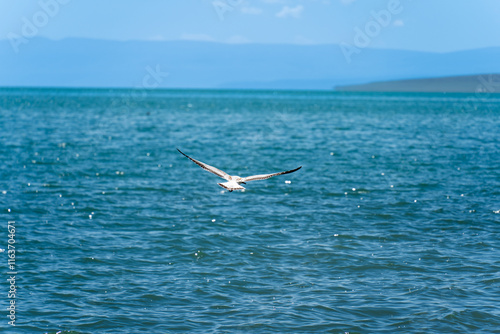 Seagulls glide low over the sea
