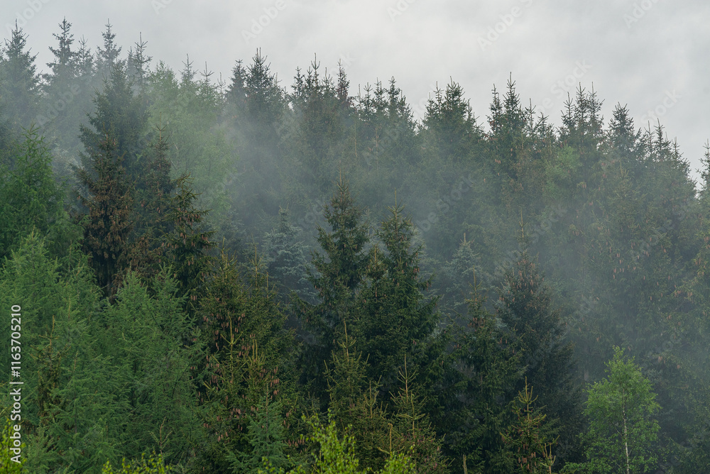 Mystisches Erzgebirge: Nebel und Tannenbäume Mystisches Erzgebirge: Nebel und Tannenbäume