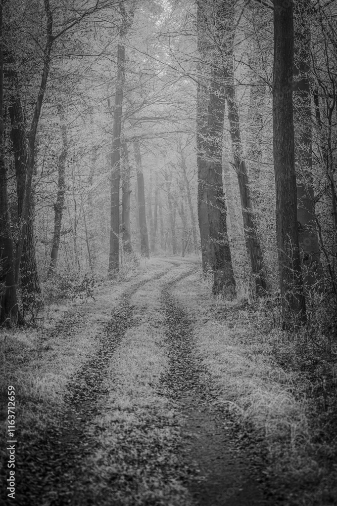 Fototapeta premium A Mysterious Foggy Forest Pathway, captured beautifully in striking Black and White tones