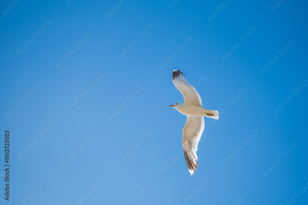 Obraz premium Celle, 30.12.2024