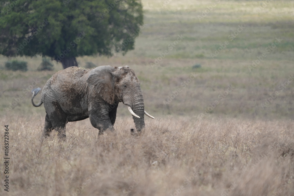 Fototapeta premium African elephant roaming around the savannah of the Ngorongoro crater in Tanzania, safari