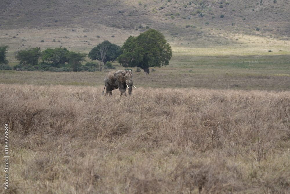 Fototapeta premium African elephant roaming around the savannah of the Ngorongoro crater in Tanzania, safari