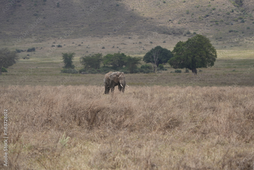 African elephant roaming around the savannah of the Ngorongoro crater in Tanzania, safari African elephant roaming around the savannah of the Ngorongoro crater in Tanzania, safari