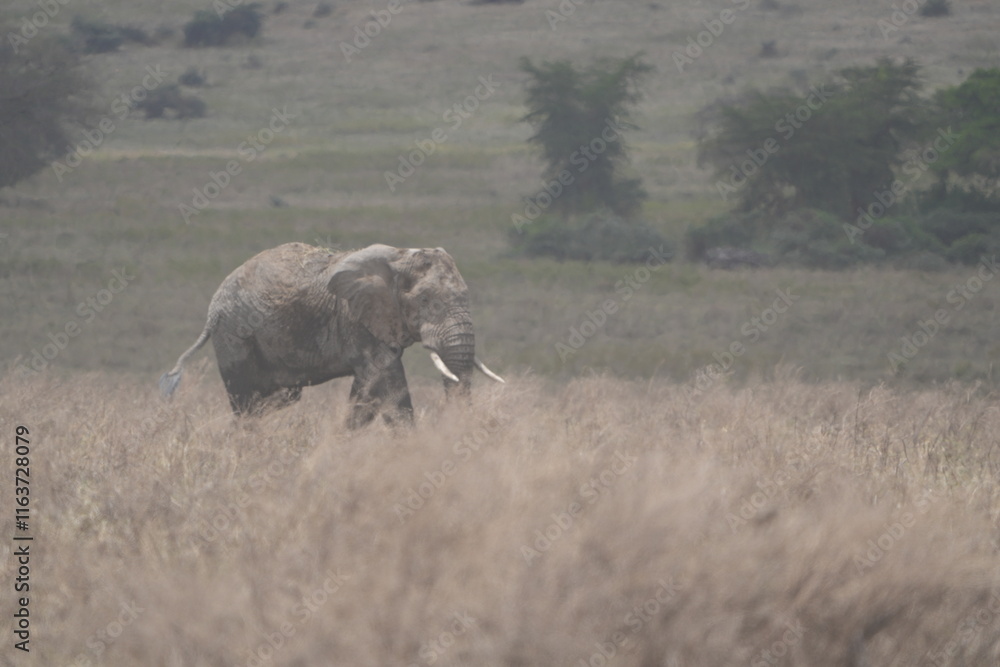 Fototapeta premium African elephant roaming around the savannah of the Ngorongoro crater in Tanzania, safari