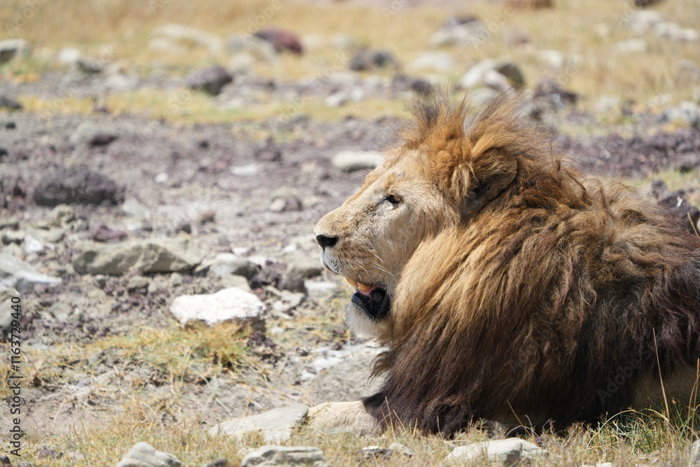 Obraz premium close up of a male lion laying down in the Ngorongoro crater Tanzania, older male, mane,