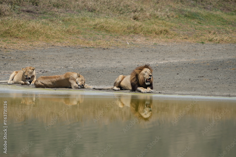 pride of lions laying at a reflective pool in the Ngorongoro national park tanzania pride of lions laying at a reflective pool in the Ngorongoro national park tanzania