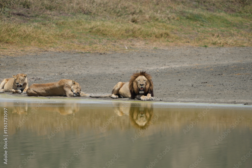 pride of lions laying at a reflective pool in the Ngorongoro national park tanzania pride of lions laying at a reflective pool in the Ngorongoro national park tanzania