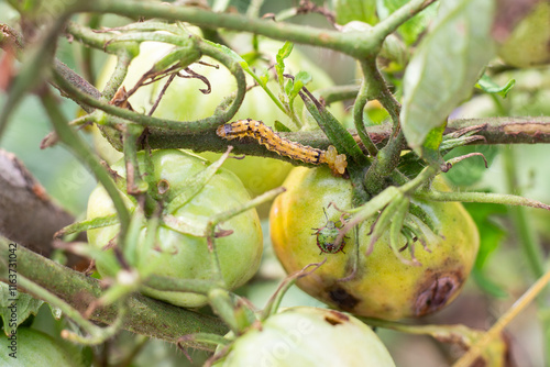 A bush with a spoiled growing tomato on which pests, a caterpillar and a green bug, are crawling. Pest control